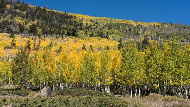 As 47 mil &aacute;rvores que formam Pando est&atilde;o conectadas por um sistema de ra&iacute;zes &mdash; e s&atilde;o geneticamente id&ecirc;nticas