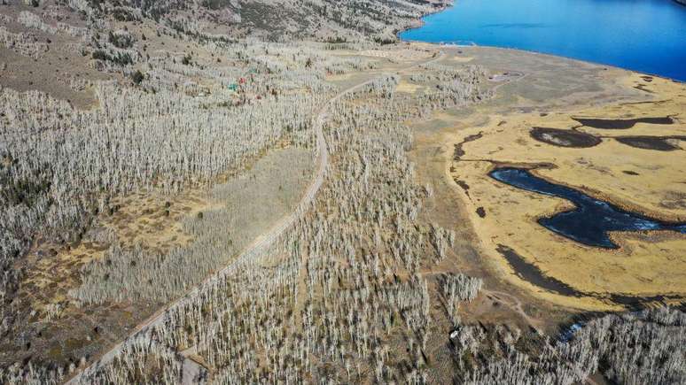 Pando est&aacute; localizado em uma &aacute;rea de 43 hectares perto de Fish Lake, em Utah, nos Estados Unidos