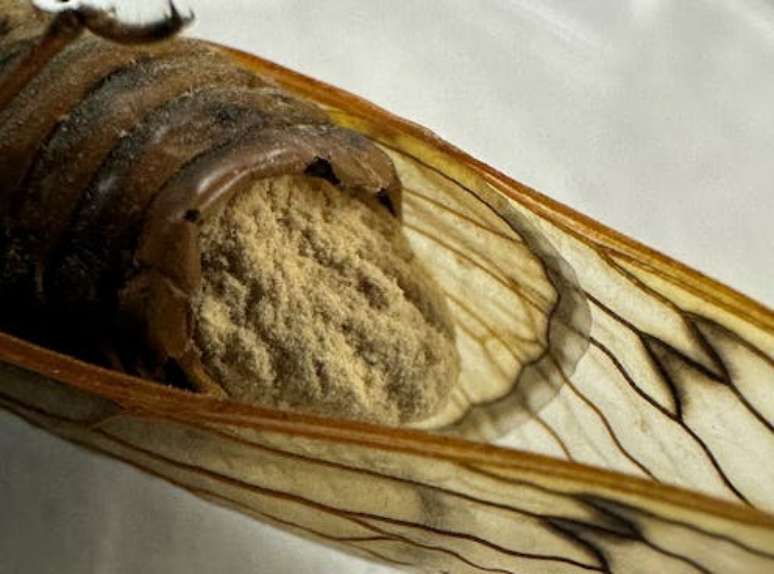 Um fungo de cigarra zumbi, _Massospora cicadina_, consumiu a extremidade traseira dessa cigarra peri&oacute;dica, substituindo-a por um &ldquo;tamp&atilde;o&rdquo; de esporos calc&aacute;rios. Matt Kasson, CC BY-ND