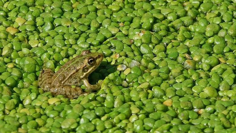 There are several ways to save declining species