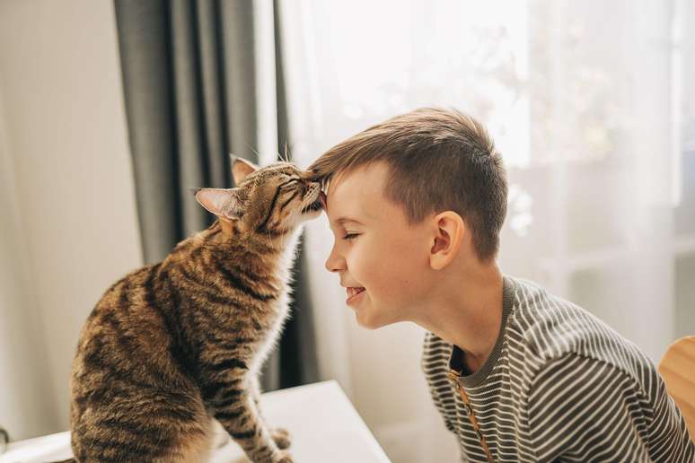 Muitos gatos preferem interação humana em vez de comida ou brinquedos