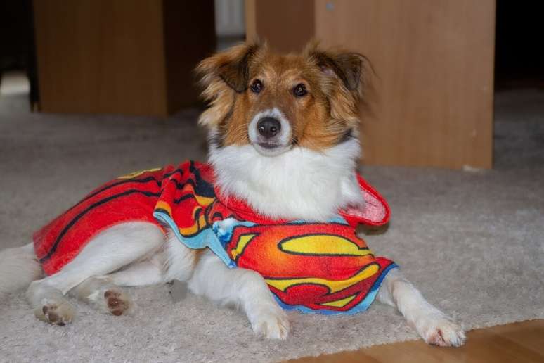 Clark é o nome ideal para cães de personalidade dócil 