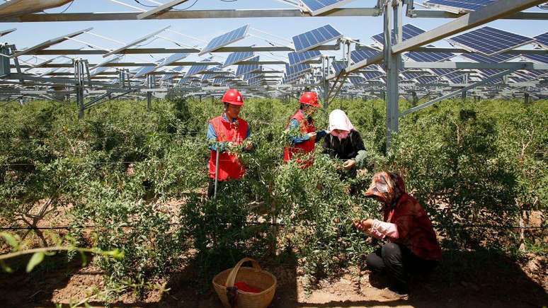 A China descobriu que as bagas de goji podem ser cultivadas com sucesso sob painéis solares