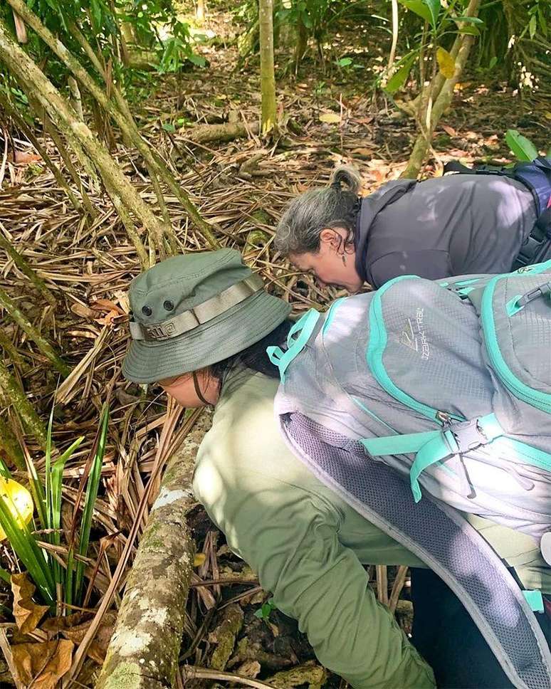 Haldre Rogers e sua equipe encontraram 40 vezes mais aranhas em Guam durante a estação chuvosa do que nas ilhas vizinhas