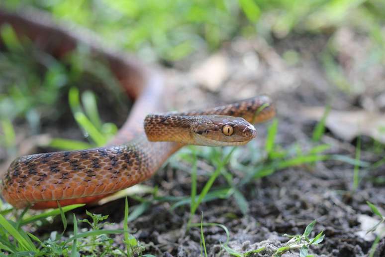 Sem predadores naturais na ilha, a cobra-arbórea-marrom tomou conta de Guam