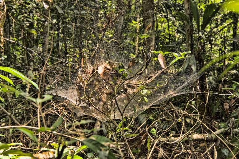 As teias de aranha enormes servem como colônias para dezenas de aracnídeos