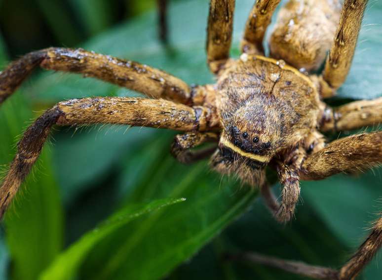 As aranhas-caçadoras não tecem teias — em vez disso, elas perseguem suas presas e injetam veneno nelas