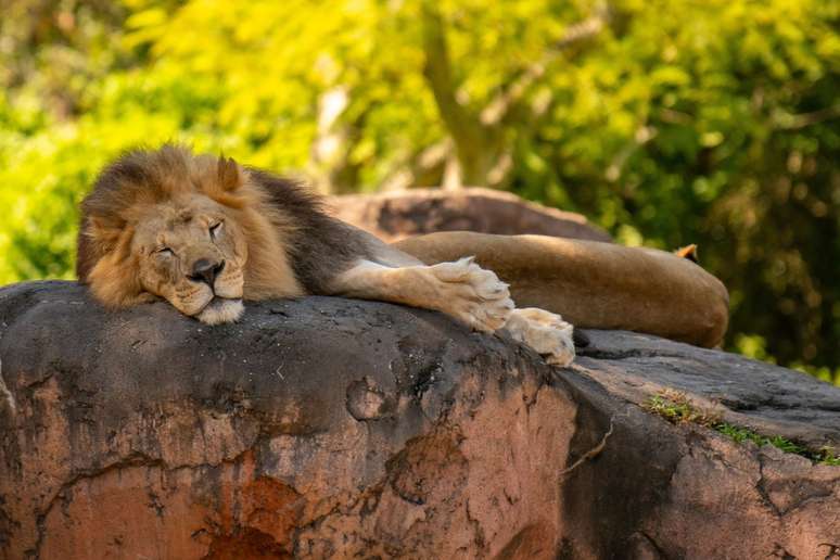 No Kilimanjaro Safaris, visitantes têm a chance de ver leões em um habitat que celebra a natureza africana e a diversidade da vida selvagem 