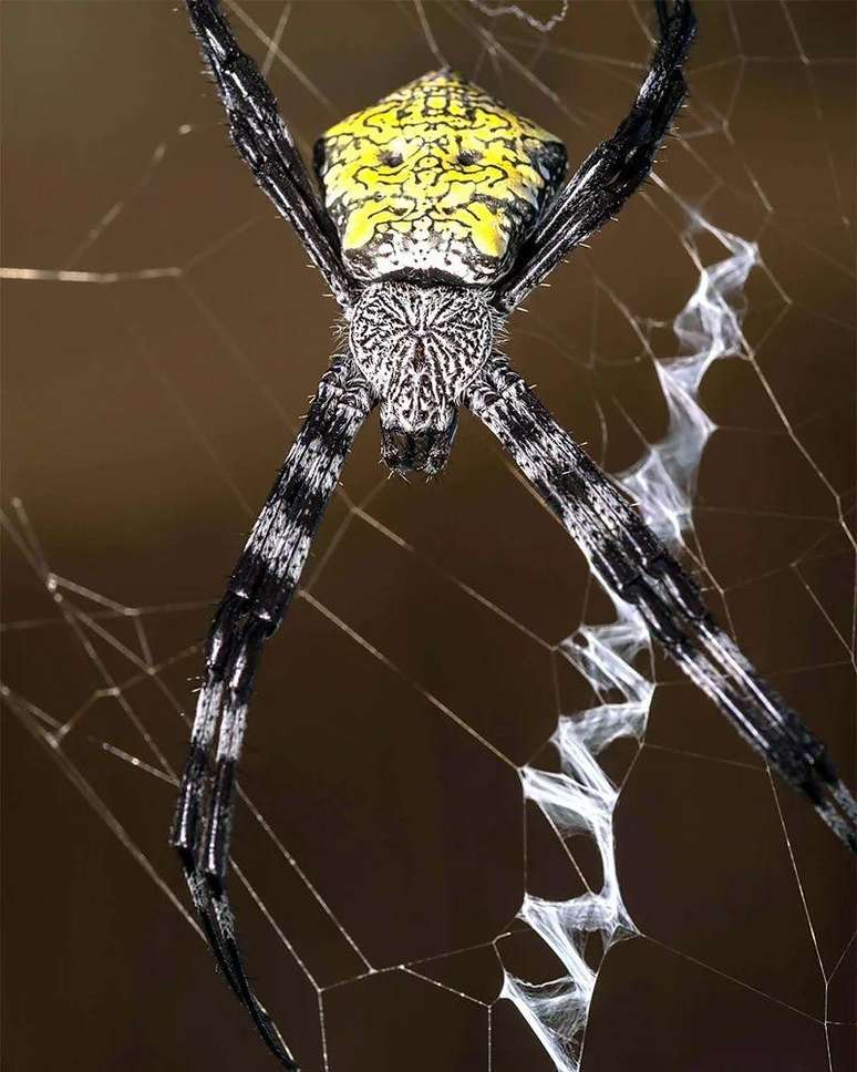 A aranha Argiope appensa é abundante nas florestas de Guam