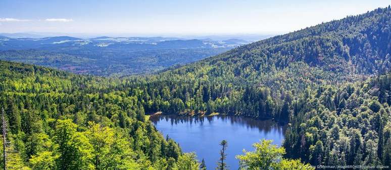 Florestas saudáveis ​​desempenham um papel vital para a biodiversidade e a saúde planetária, bem como para a produção de madeira