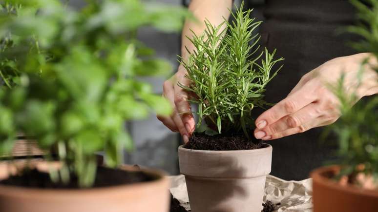 Conheça 5 espécies de plantas para ter em casa ou no seu comércio para atrair mais dinheiro e prosperidade para a sua vida e negócios.