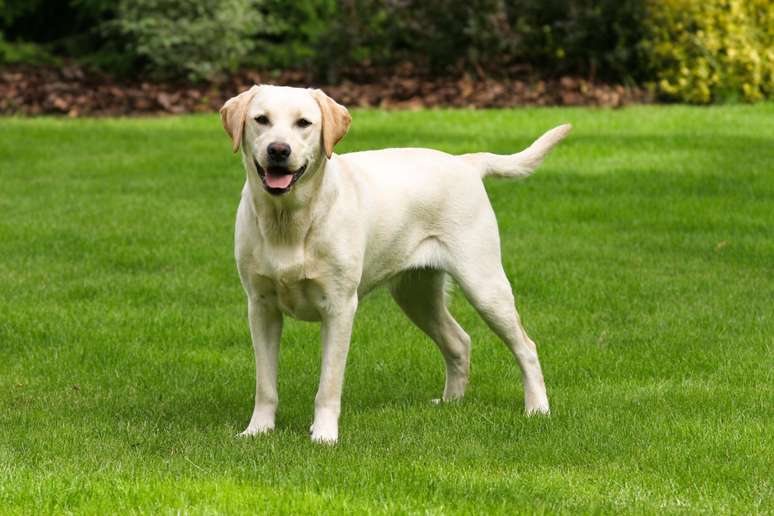 O labrador retriever é conhecido pela natureza gentil e brincalhona 