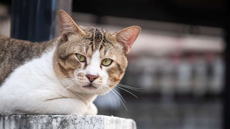 A partir de que idade o gato é considerado idoso?