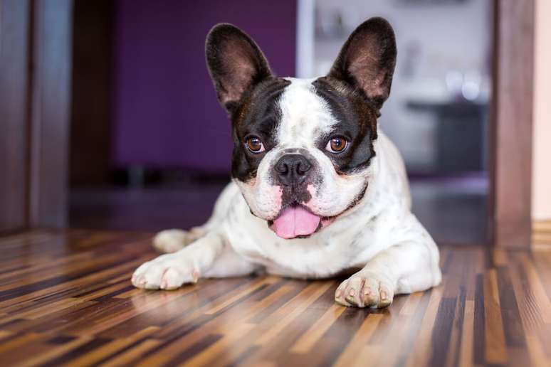 Apesar de seu semblante sério, o buldogue francês esbanja carinho 