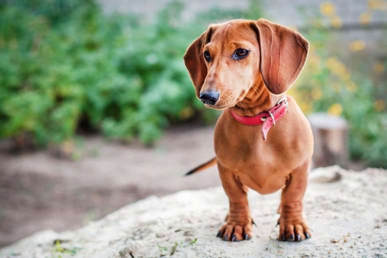 O dachshund é muito apegado aos seus tutores e adora fazer parte da rotina familiar 