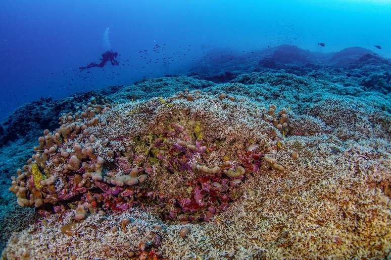 Exploradores encontram o maior coral do mundo