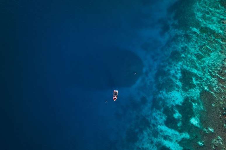 Exploradores encontram o maior coral do mundo