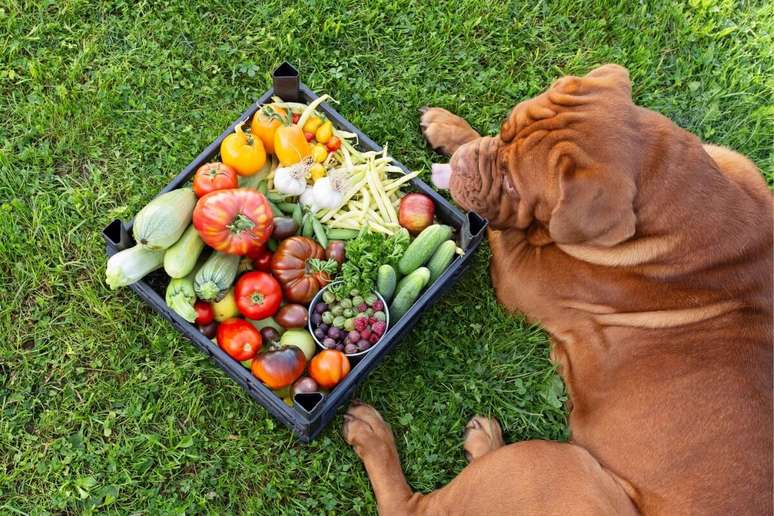 Cachorros da raça mastiff exigem uma dieta rica em nutrientes para manter a saúde óssea 