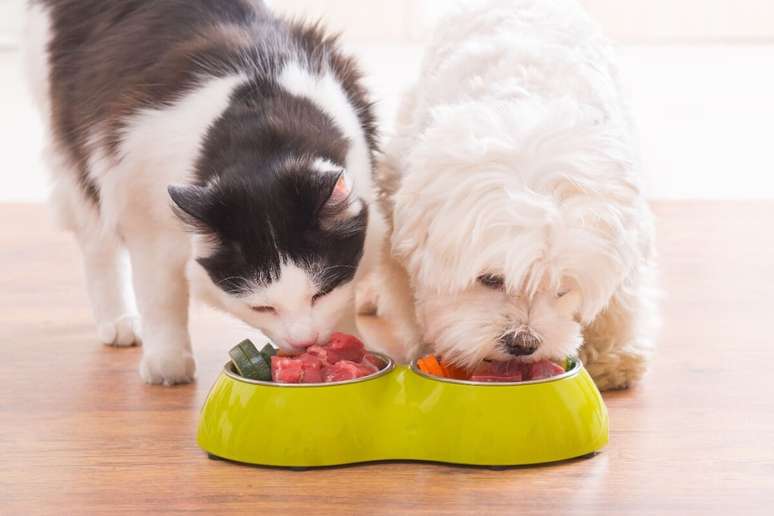 Com alimentos frescos e naturais, a dieta dos pets pode se tornar mais rica e equilibrada