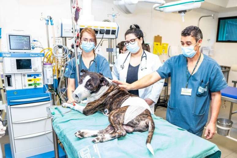 Hospitais públicos veterinários das zonas sul e leste de São Paulo passam a funcionar aos finais de semana e feriados.