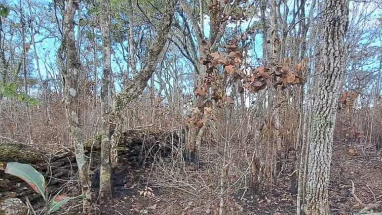 Agricultor foi multado em quase R$ 11 milhões por ter provocado incêndio