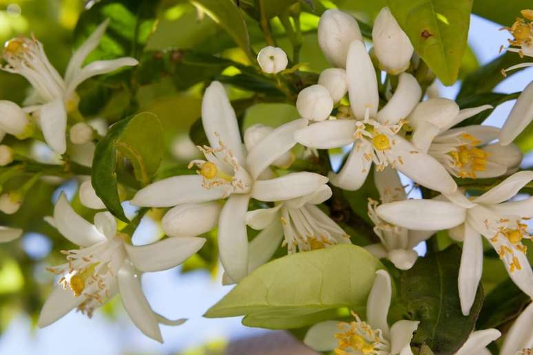 A flor de laranjeira tem o poder de acelerar casamentos entre pessoas que estão há muito tempo juntas 