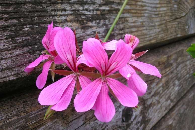 Os gerânios são poderosas flores de proteção 