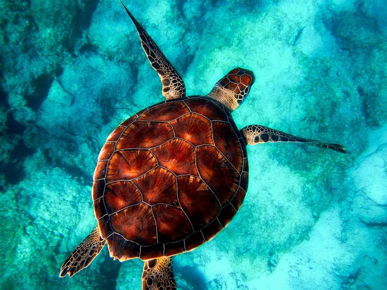 Tartarugas, em geral, são muito longevas