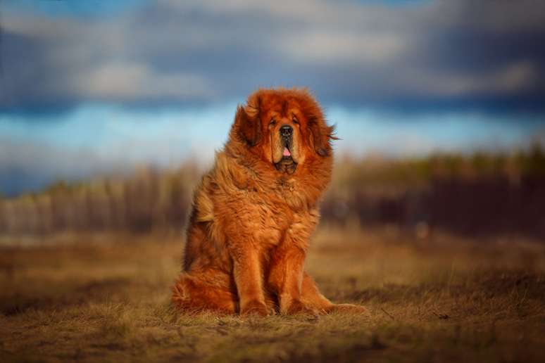 O mastim tibetano pode medir entre 66 e 76 cm de altura e pesar de 45 a 73 kg 