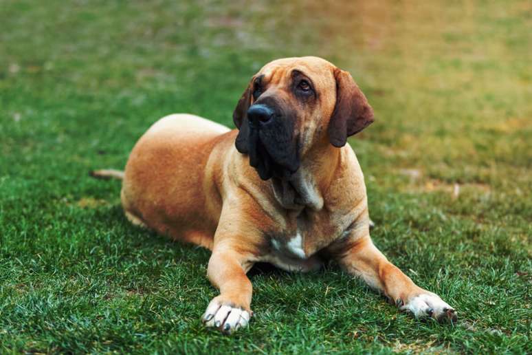 O fila brasileiro pode medir entre 60 e 75 cm de altura e pesar de 40 a 50 kg 