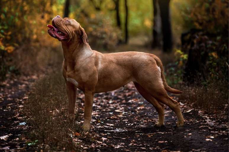 Os cachorros de porte gigante se destacam pelo tamanho impressionante