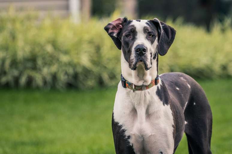 O dogue alemão pode atingir até 86 cm de altura na cernelha 