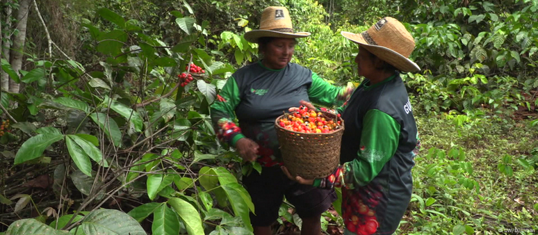 A cadeia do guaraná no Brasil se soma a muitas outras no mundo afetadas pelos impactos das mudanças climáticas.