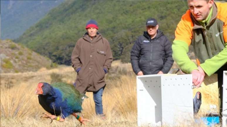 Um exemplar da ave takahē é solta na natureza