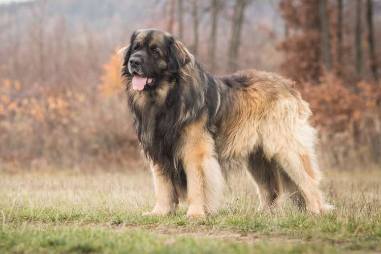 O leonberger é resultado do cruzamento entre três raças de grande porte e pode atingir até 80 cm de altura e pesar entre 54 e 77 kg 