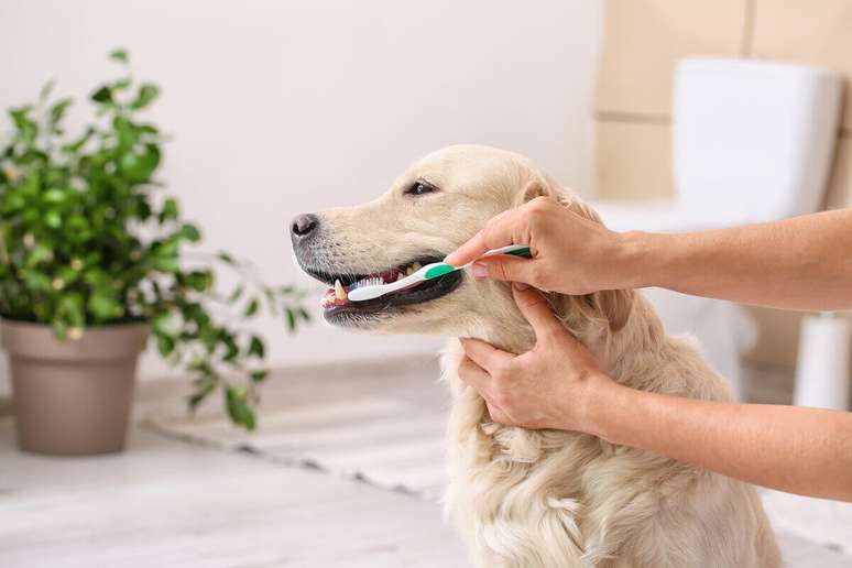 Escovar os dentes dos cães com frequência ajuda a prevenir problemas bucais 