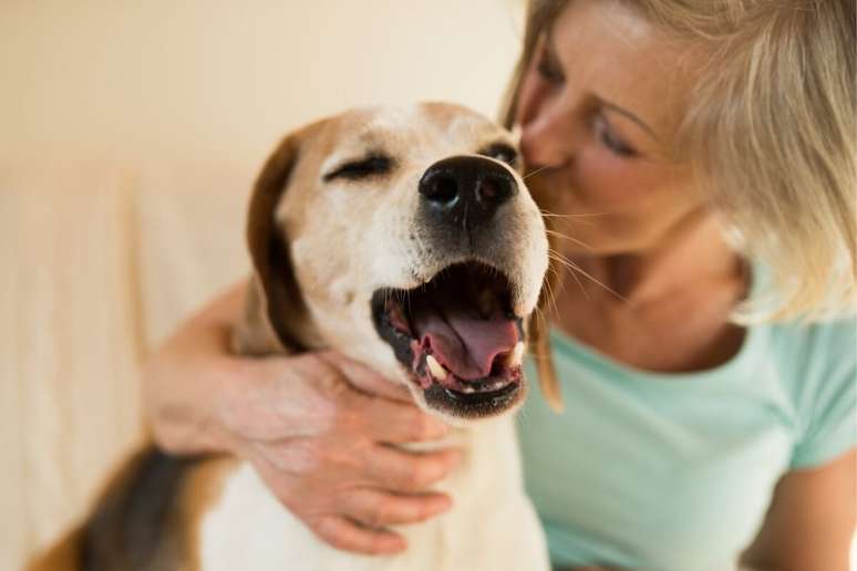 Cuidados especiais garantem que os cachorros vivam felizes por mais tempo