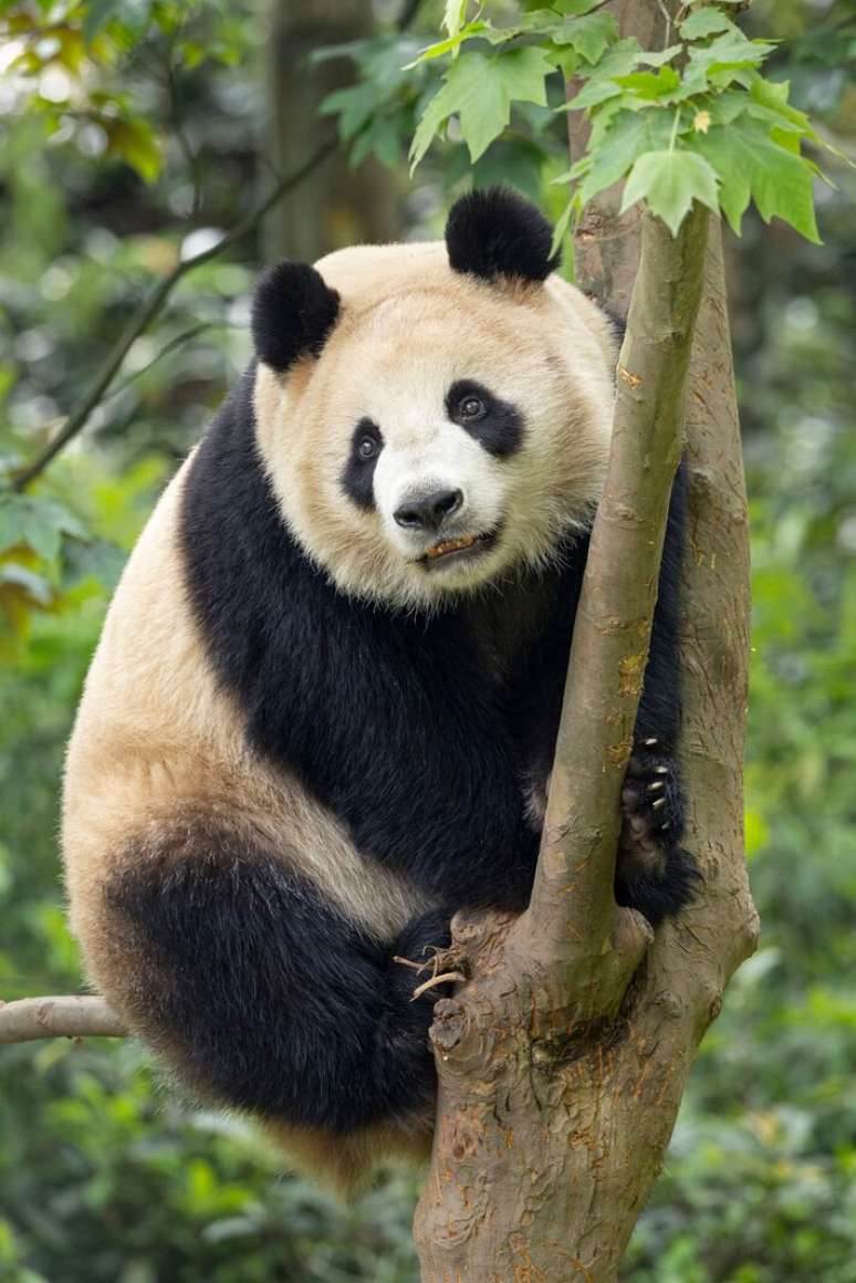 A panda fêmea Xin Bao, de três anos de idade, é “gentil e bem comportada”; animal irá para zoológico de San Diego