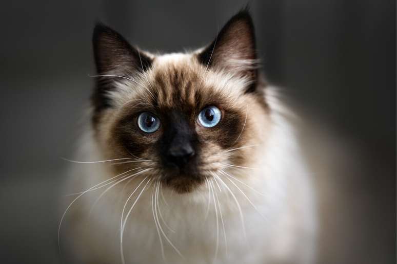 O gato ragdoll adora estar ao lado dos seus tutores 