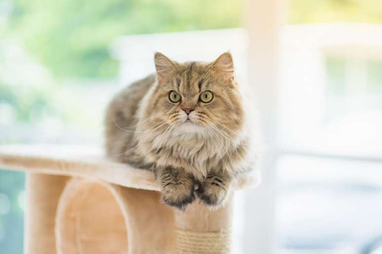 O gato persa adora a companhia de seus tutores e tende a ser muito afetuoso 