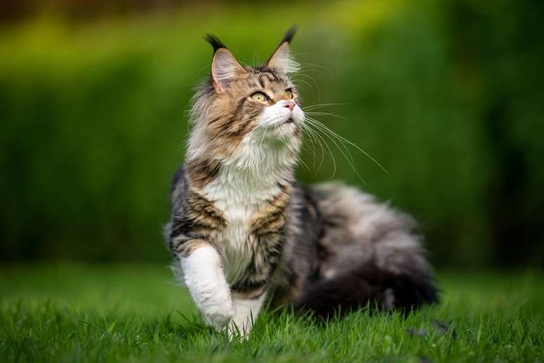 O gato maine coon é apegado ao tutor e gosta de participar das atividades diárias 