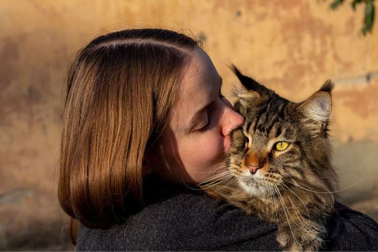 Algumas raças de gatos se destacam pela característica afetuosa, sendo uma escolha ideal para aqueles que buscam uma conexão mais próxima com o animal