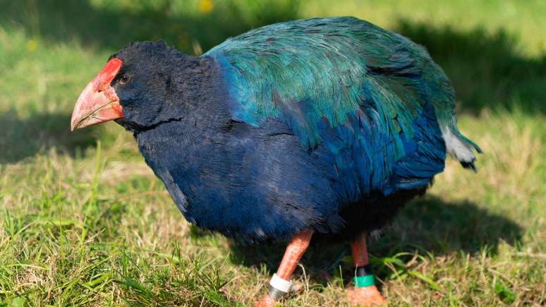 O takahē voltou a ser introduzido na natureza em agosto de 2023, e hoje, já conta com diversos filhotes e mais de 500 indivíduos no total