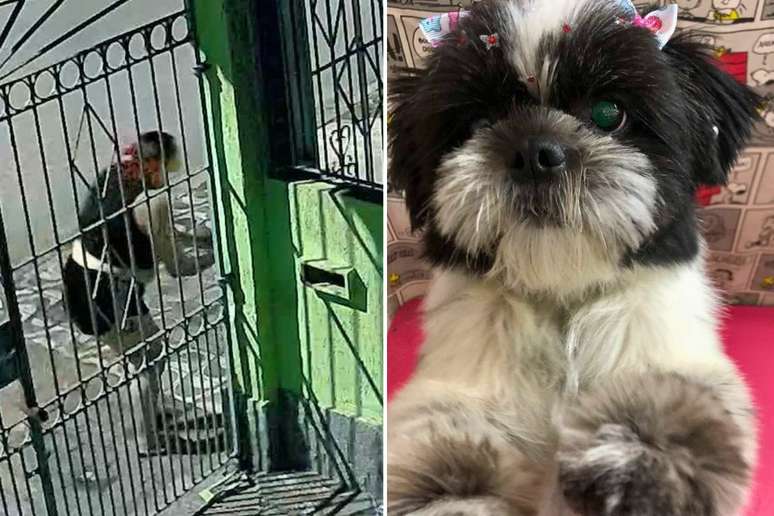 Mulher foi filmada furtando cachorra da raça Shih Tzu do quintal de casa em Praia Grande (SP) —