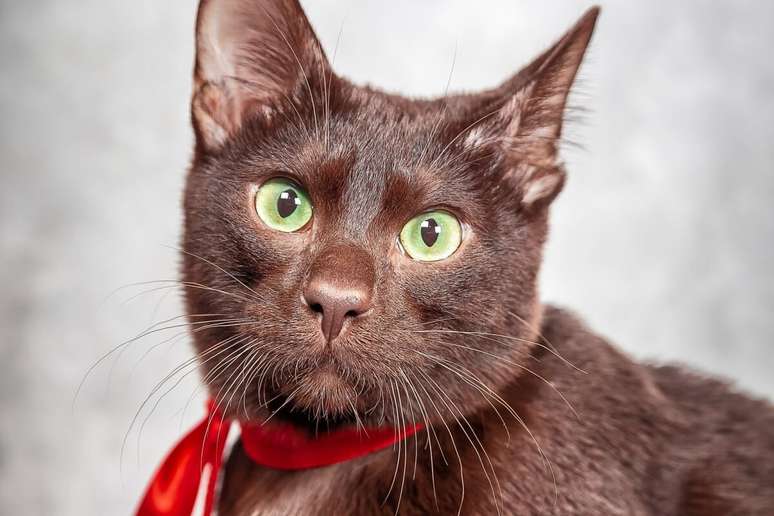 O gato havana precisa de uma dieta balanceada, rica em proteínas de alta qualidade 