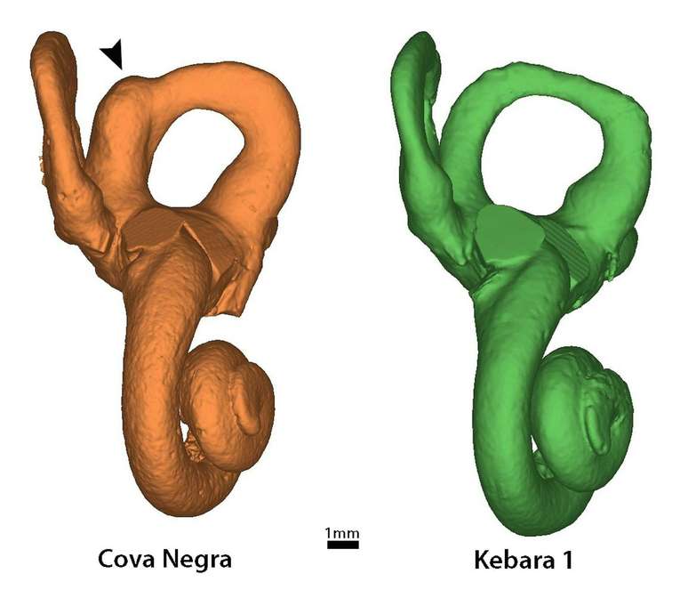 Reconstruçãoesportebet apk3D do ouvido interno de Cova Negra, comparado com um Neandertal do sítio de Kebara (Israel);esportebet apkdestaque a patologia mais visível do primeiro