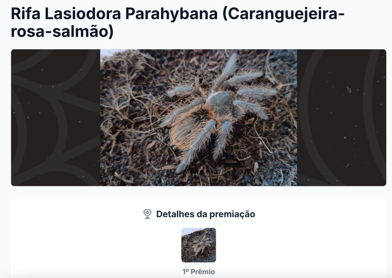 Aranhas são rifadas e até parceladas para que vendas cheguem a mais pessoas