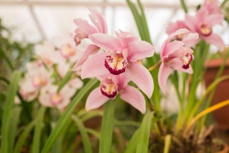 Orquídea cor-de-rosa: amor, delicadeza e bons sentimentos.