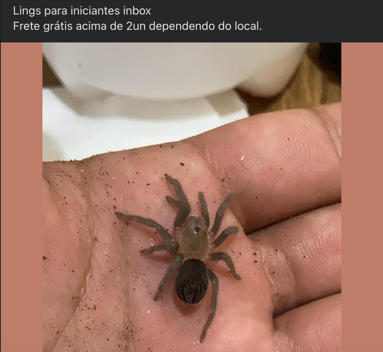 Animais são vendidos em páginas no Facebook e em grupos de Whatsapp acompanhados pela BBC News Brasil