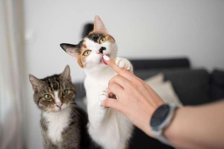 A química sensorial dos gatos os leva a explorar odores e gostos na pele dos tutores 